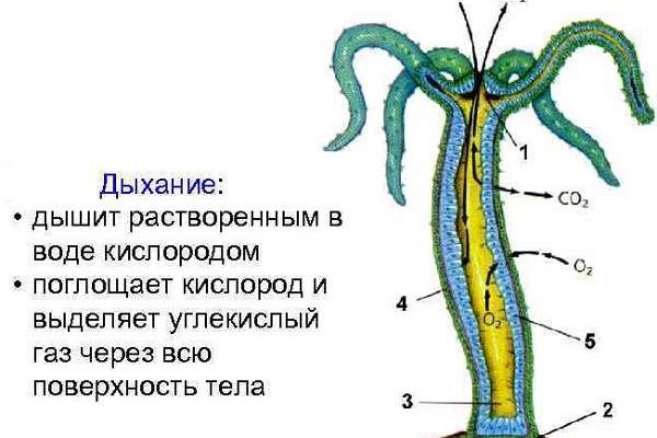 Кракен действующая ссылка